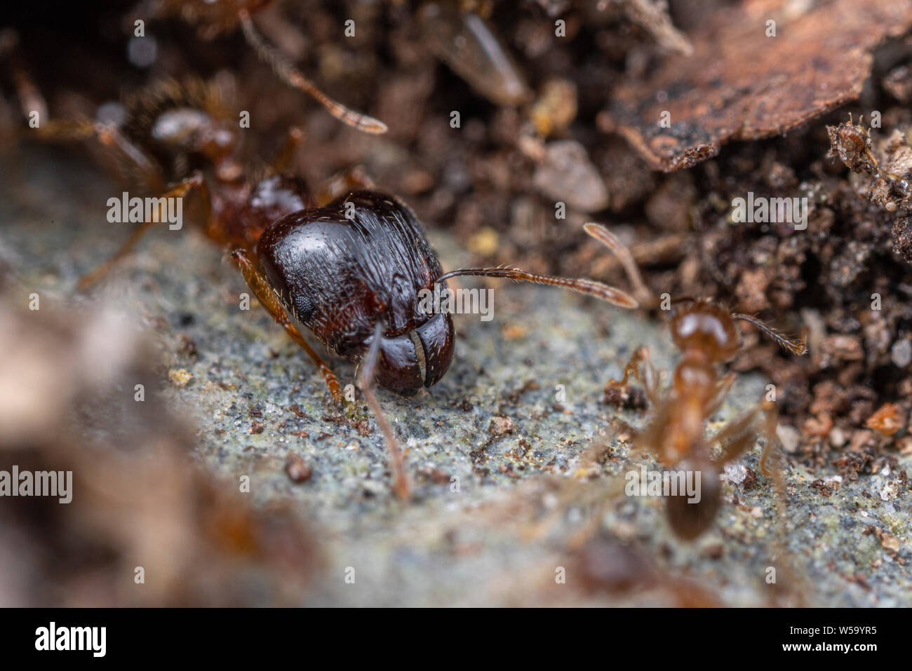 Große Kaste von Pheidole megacephala, die invasive Küsten braun Ant (oder, groß - vorangegangen Ant) auf Nahrungssuche Trail Stockfoto