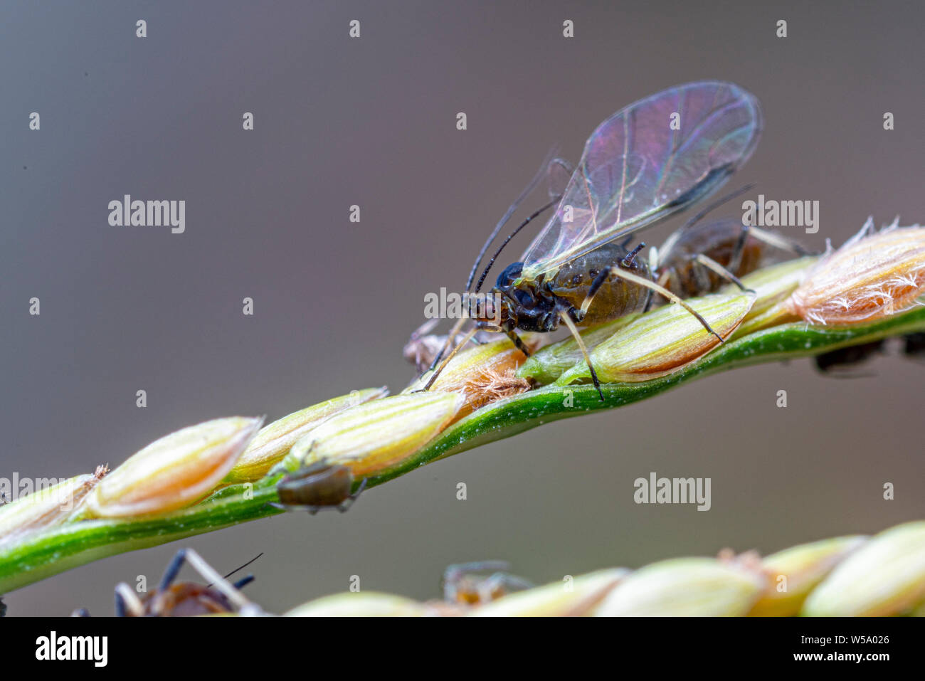 Schwarze Blattläuse (Aphididae) Fütterung auf ein grassamen Kopf Stockfoto