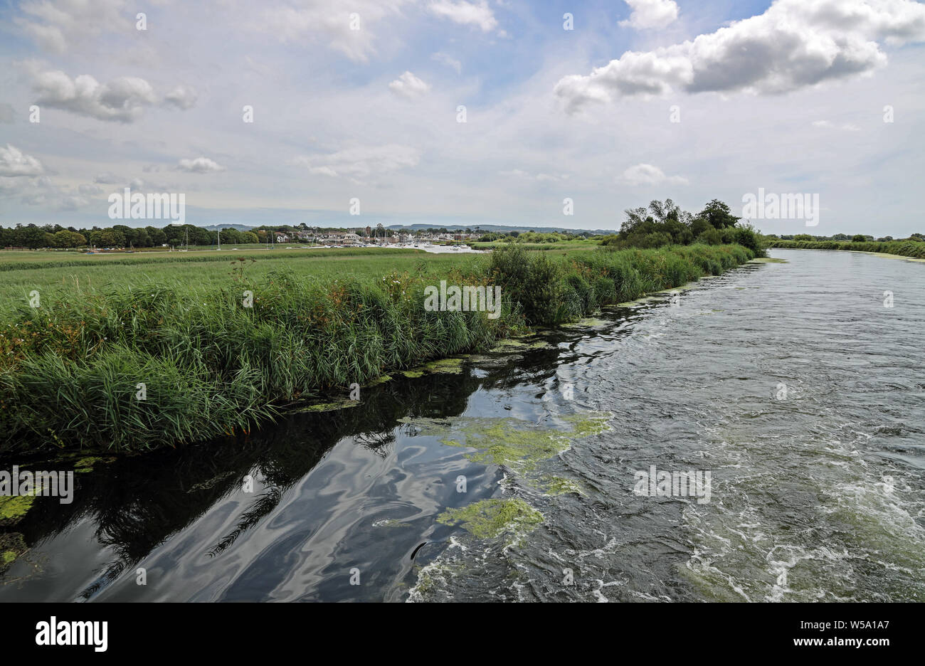 Schilf und Gras Grenze der Exeter Canal, Europ'es Älteste Ship Canal. In der Nähe des Flusses Exe. Stockfoto