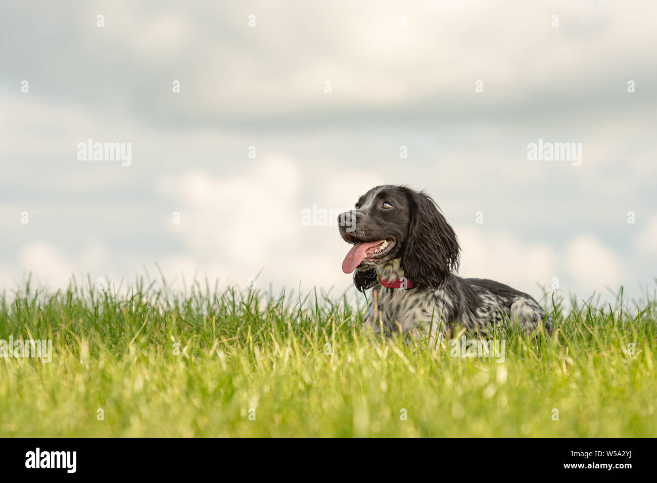 Junge stolz English Springer Spaniel hund liegt im Gras in eine grüne Wiese Stockfoto
