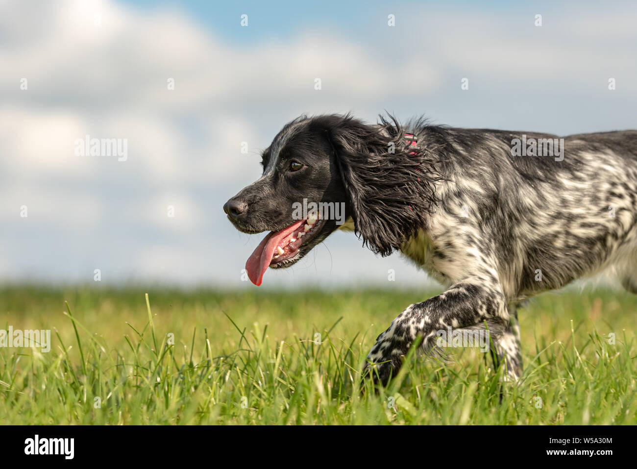 Junge stolz English Springer Spaniel Jagd Hund auf einer Wiese Stockfoto