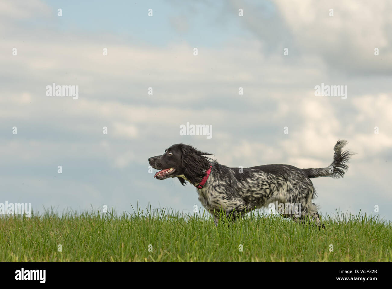 Junge stolz English Springer Spaniel spaniel steht in das Gras in eine grüne Wiese Stockfoto