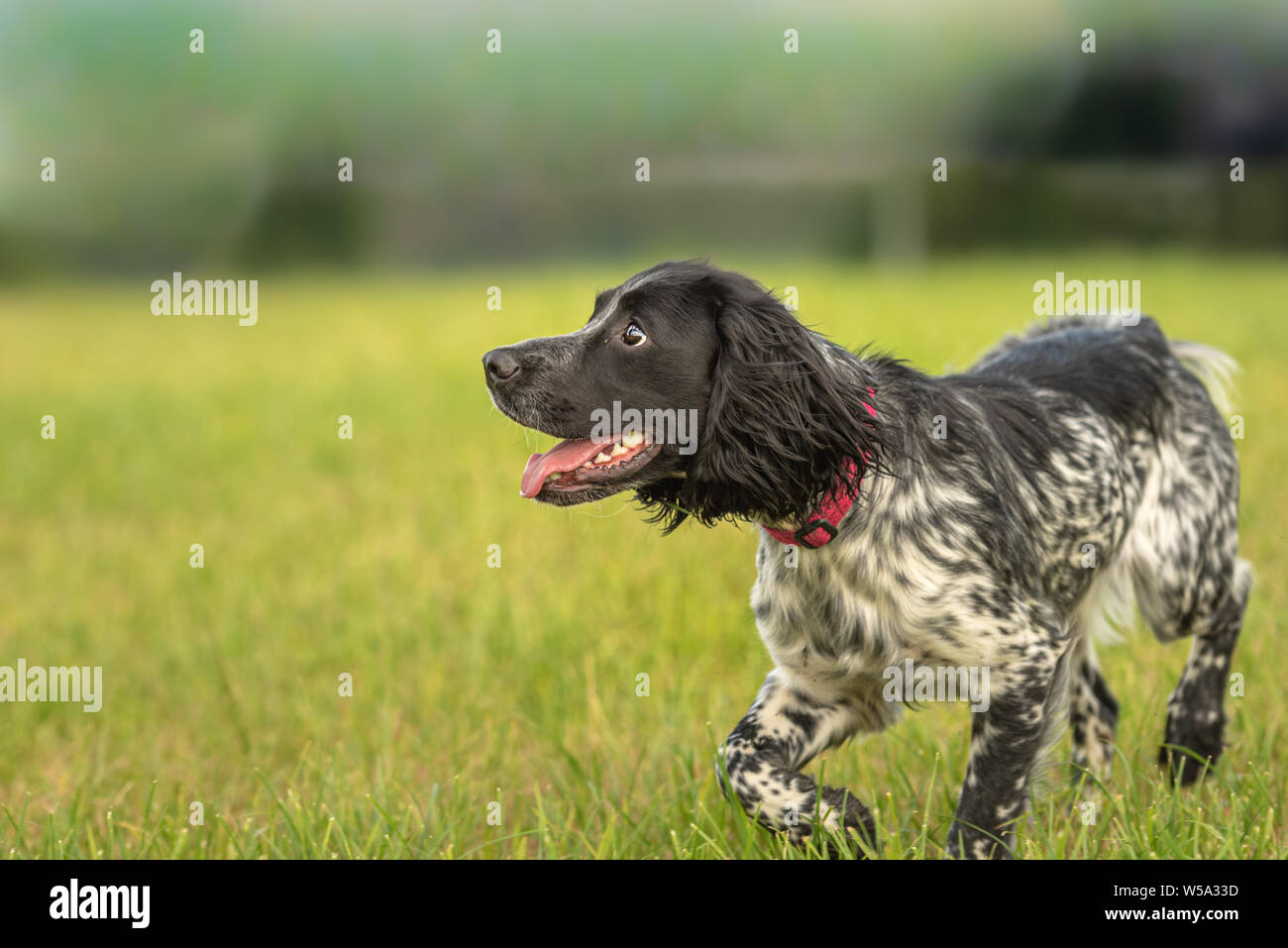 Junge stolz English Springer Spaniel Jagd Hund auf einer Wiese  Stockfotografie - Alamy