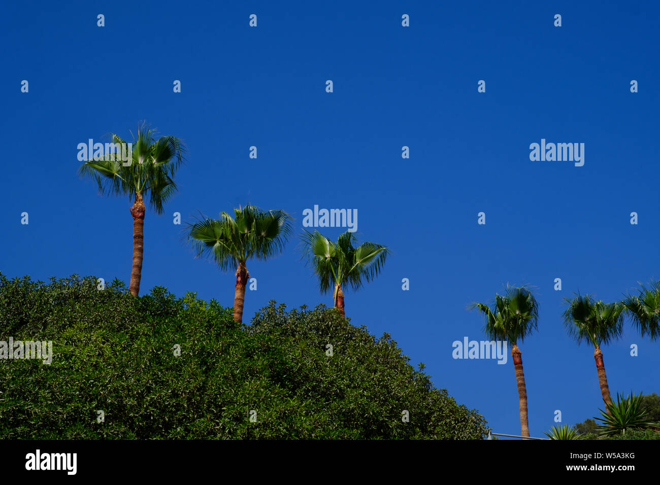 Palmen am Strand Canuelo in Los Acantilados de Maro-Cerro Gordo Naturpark in der Nähe von Nerja, Malaga, Axarquia, Andalusien, Costa del Sol, Spanien Stockfoto