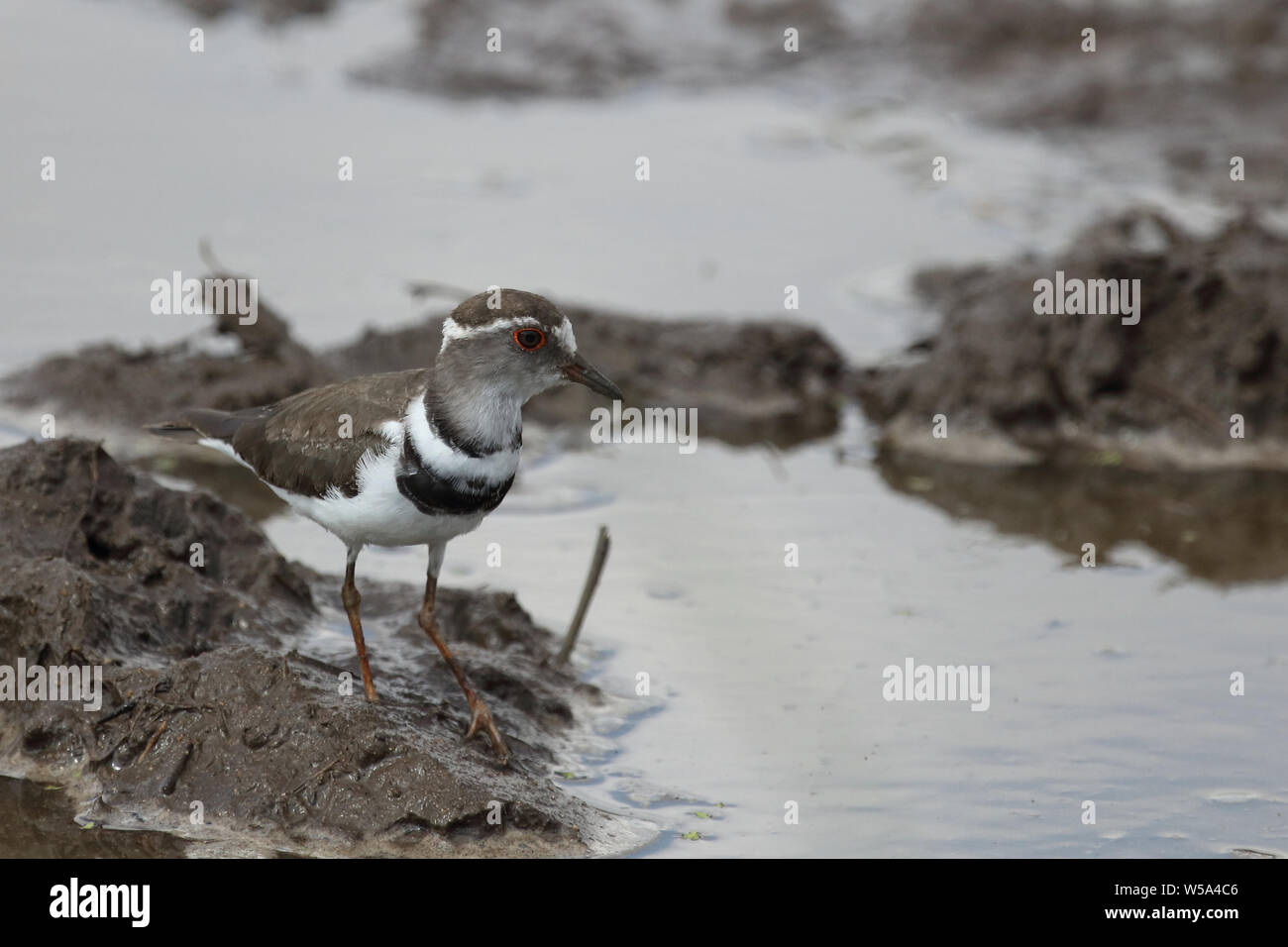 Dreibandregenpfeifer/Drei-banded Plover oder drei Bändern sandplover/Charadrius tricollaris Stockfoto