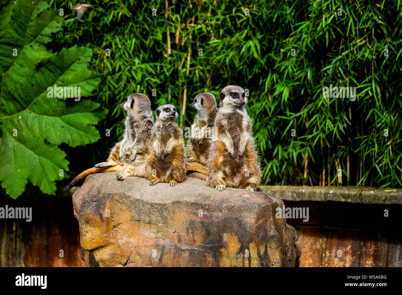 Mob von Erdmännchen auf der Suche bei Exmoor Zoo Stockfoto