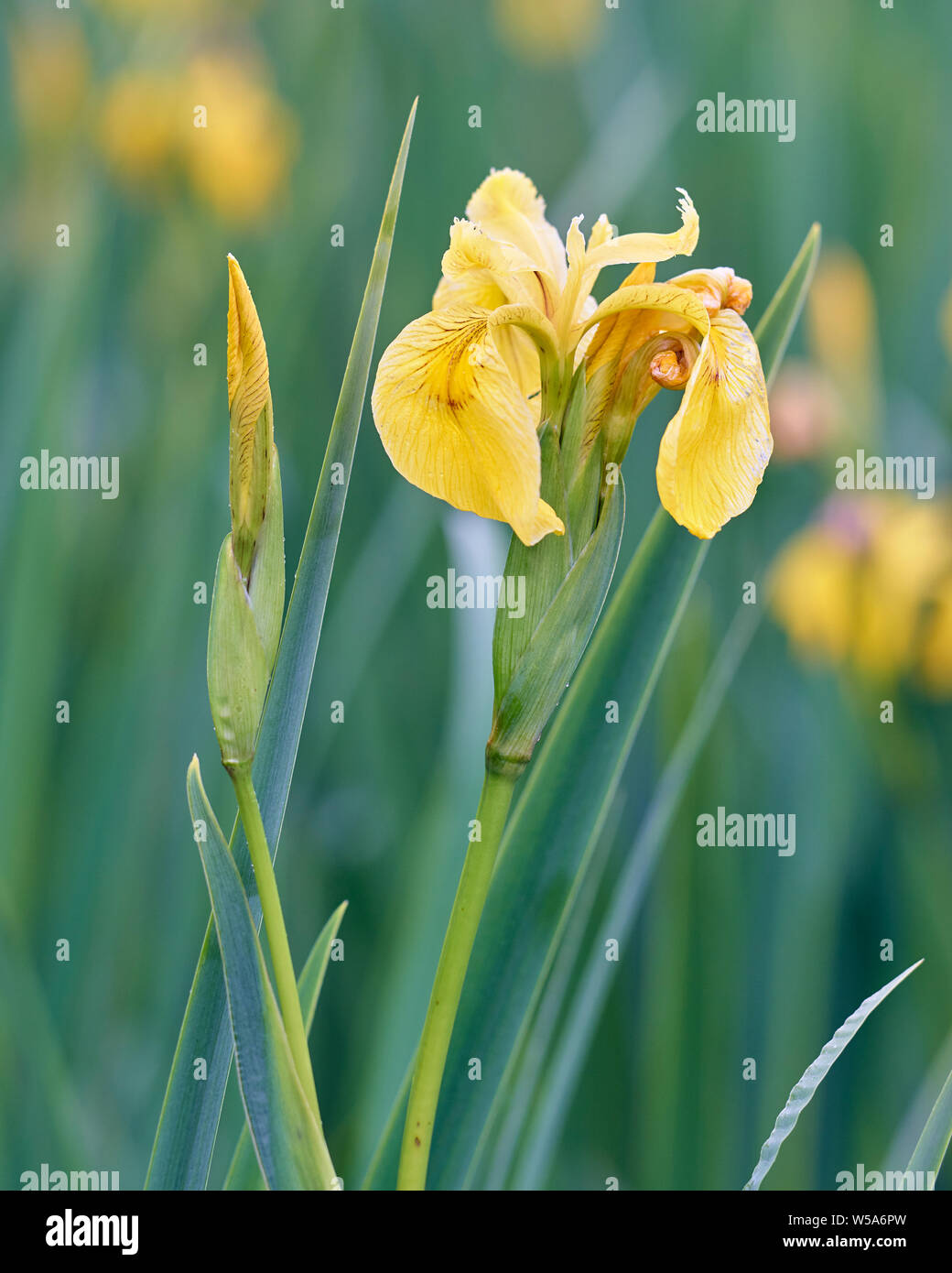Gelbe Iris, Iris pseudacorus. Claggain Bay, Isle of Islay, Argyll, Schottland Stockfoto