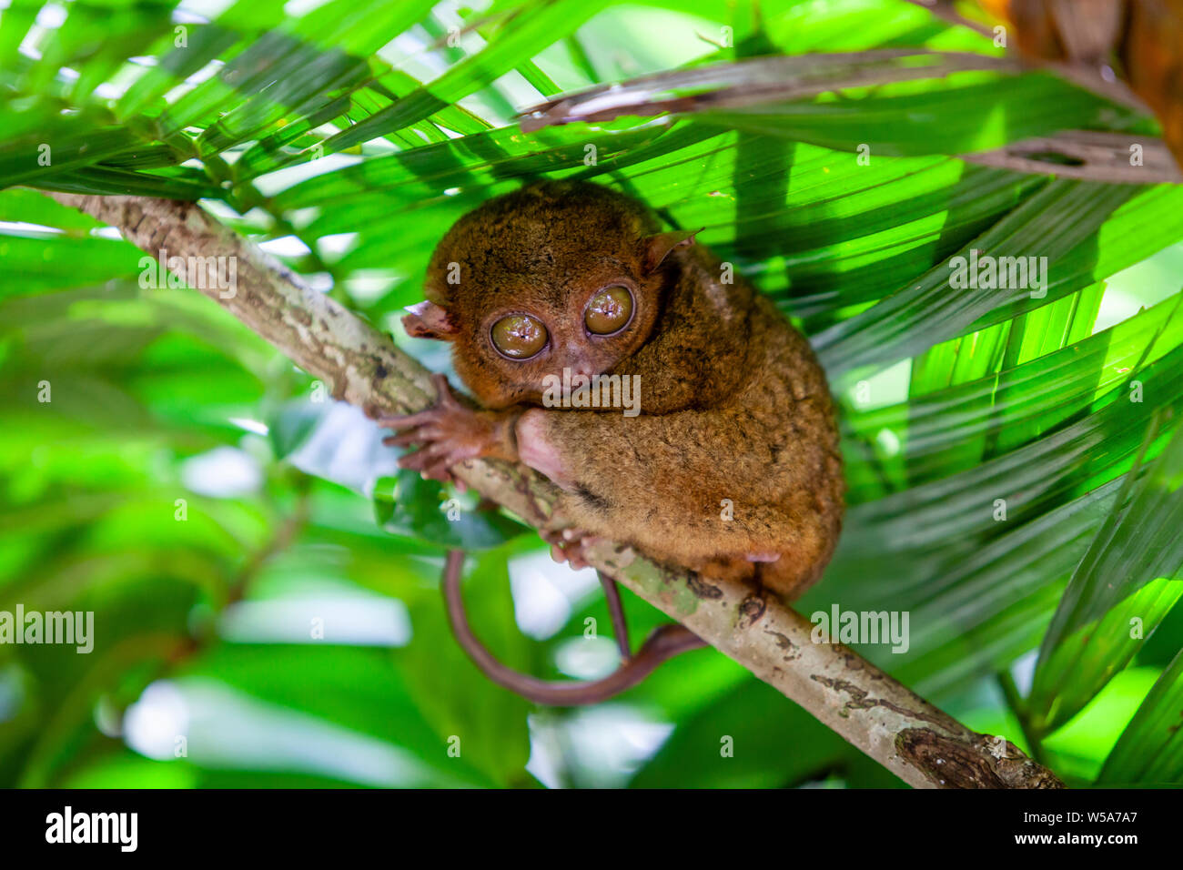 Die Philippine Tarsier und Wildlife Sanctuary, Bohol, Philippinen Stockfoto