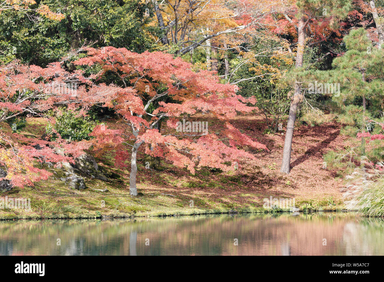 Herbstfarben im Tenryu-ji Tempel, Kyoto, Japan. Stockfoto