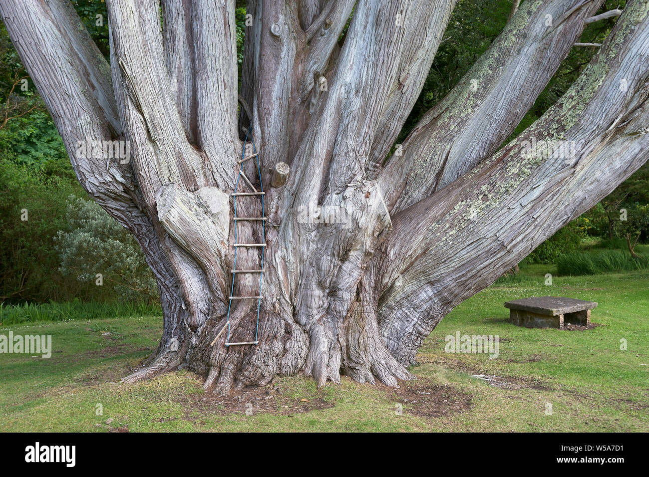 Cypress Tree, Monterey Zypressen, Colonsay House Gardens, Insel Colonsay, Argyll, Schottland Stockfoto
