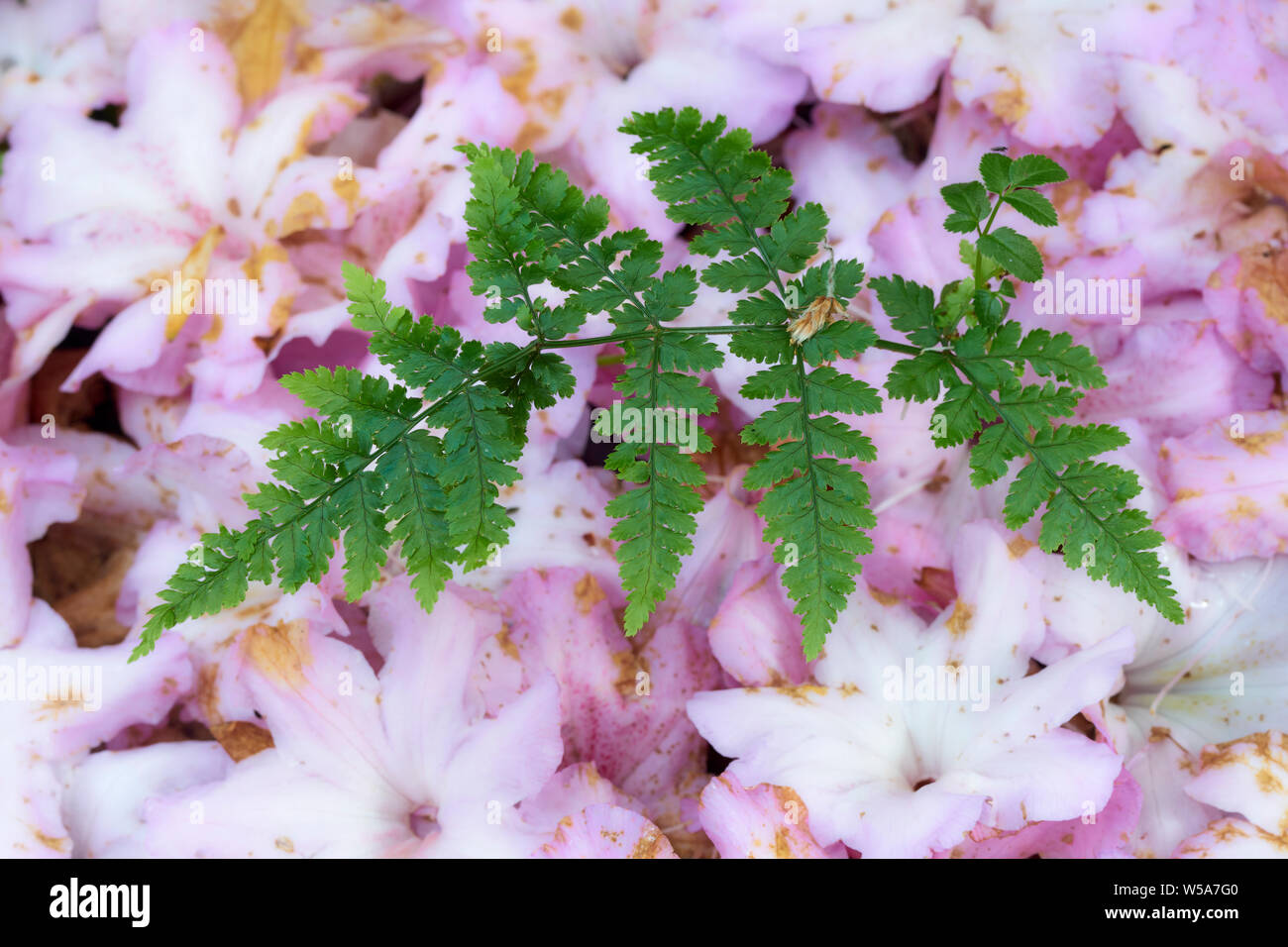 Farn wächst durch einen Teppich der gefallenen Rhododendron Blütenblätter, Colonsay House Gardens, Insel Colonsay, Argyll, Schottland Stockfoto