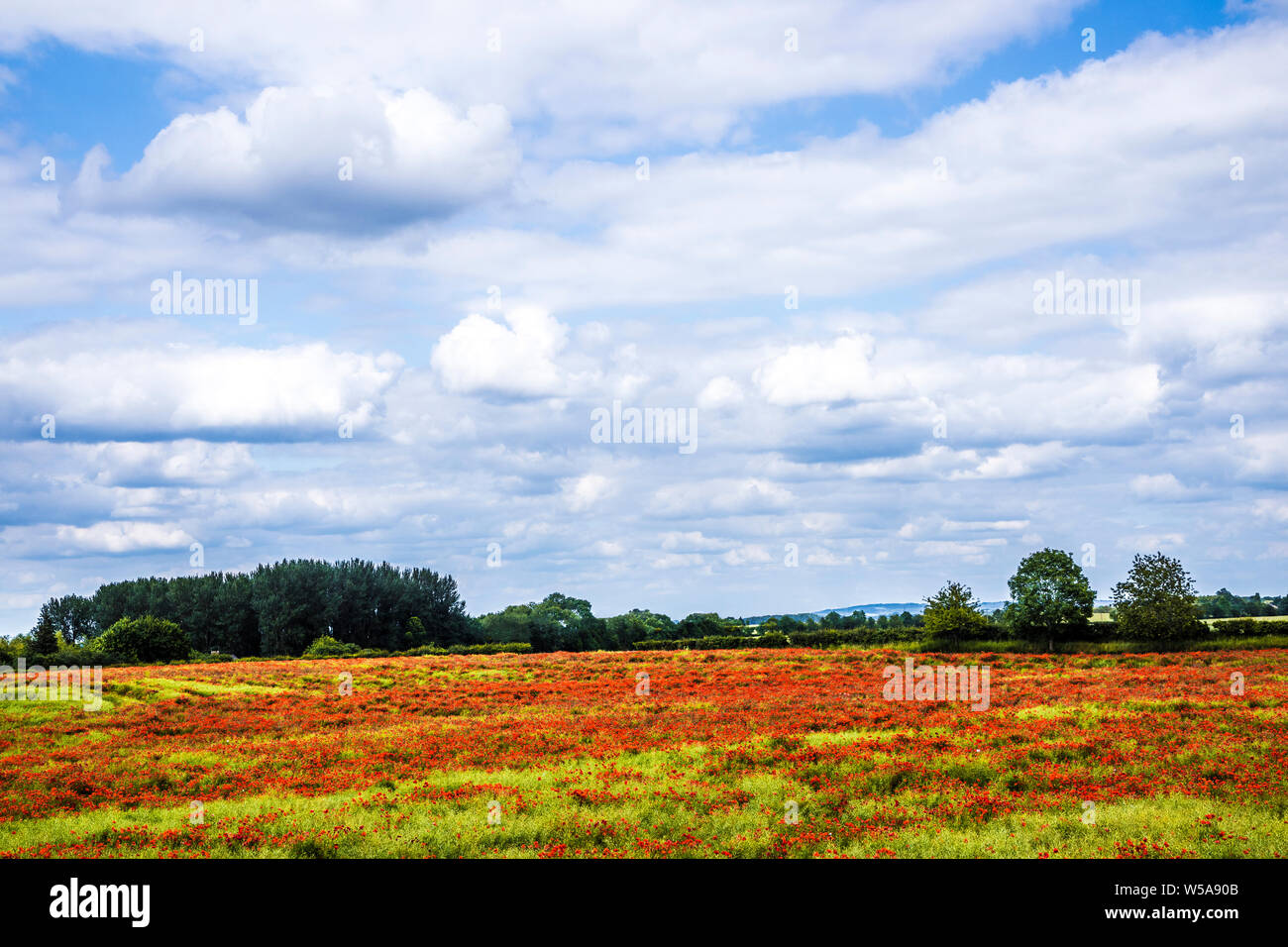 Ein Feld von Roter Mohn (Papaver rhoeas) im Sommer Landschaft in Oxfordshire. Stockfoto