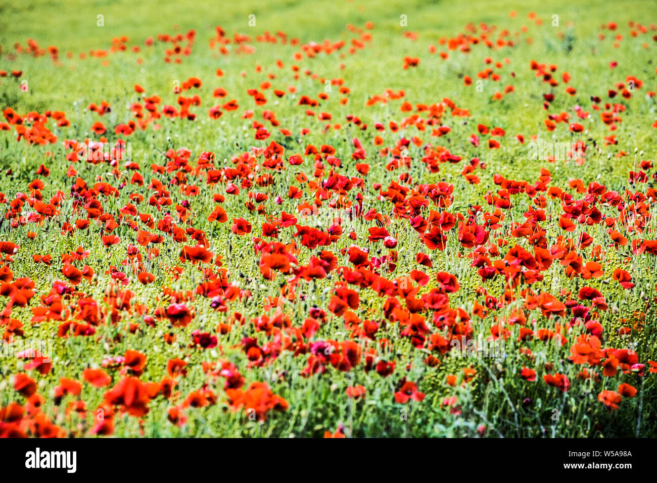 Ein Patch von Roter Mohn (Papaver rhoeas) in einem Feld im Sommer Landschaft in Oxfordshire. Stockfoto