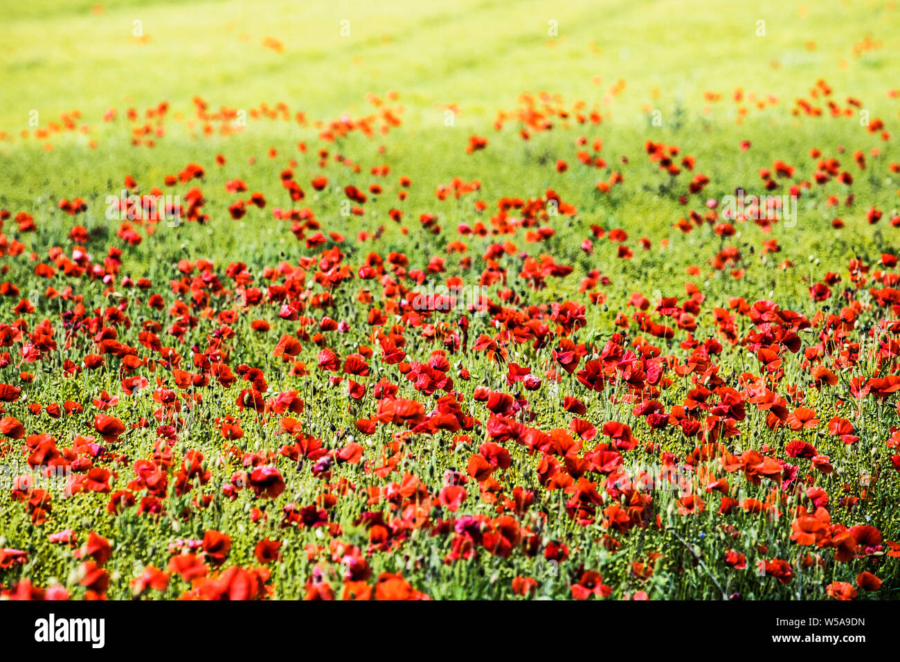 Ein Patch von Roter Mohn (Papaver rhoeas) in einem Feld im Sommer Landschaft in Oxfordshire. Stockfoto