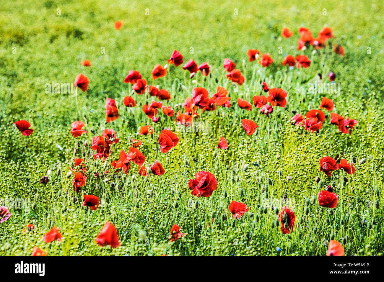 Ein Patch von Roter Mohn (Papaver rhoeas) in einem Feld im Sommer Landschaft in Oxfordshire. Stockfoto