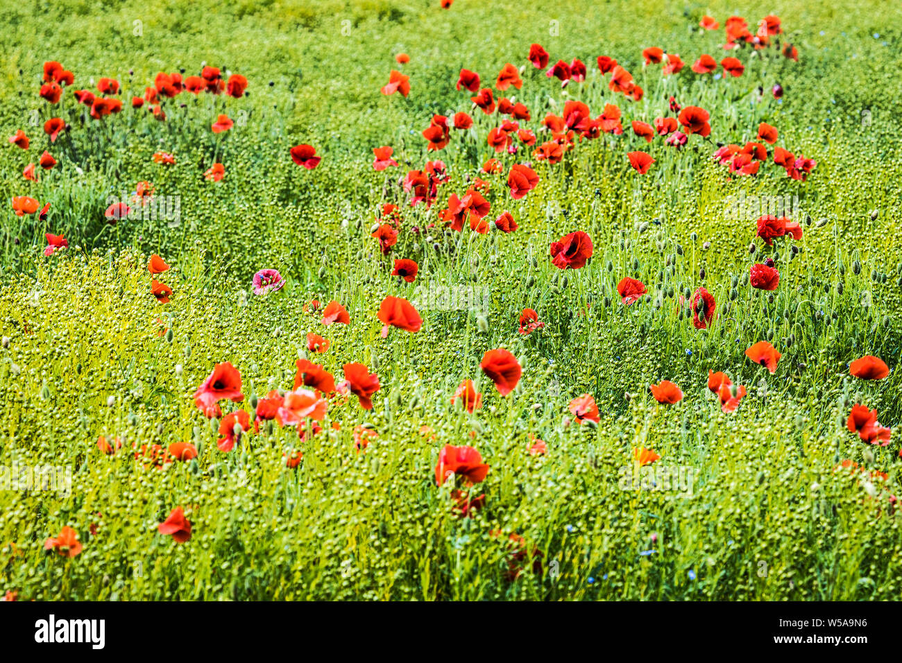 Ein Patch von Roter Mohn (Papaver rhoeas) in einem Feld im Sommer Landschaft in Oxfordshire. Stockfoto