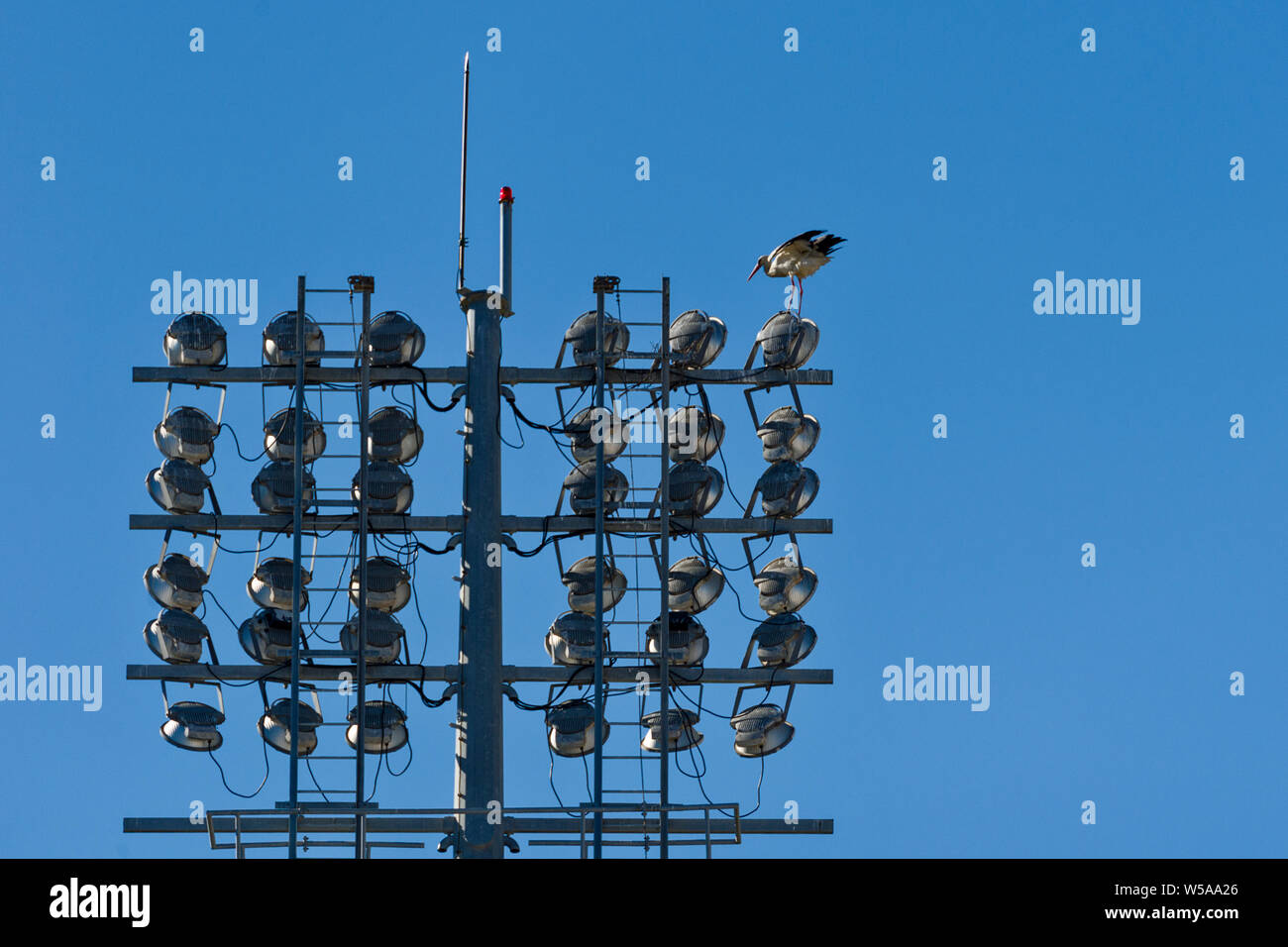 Stork auf ein Stadion Beleuchtung Pylon in Olhao, Algarve, Portugal Stockfoto