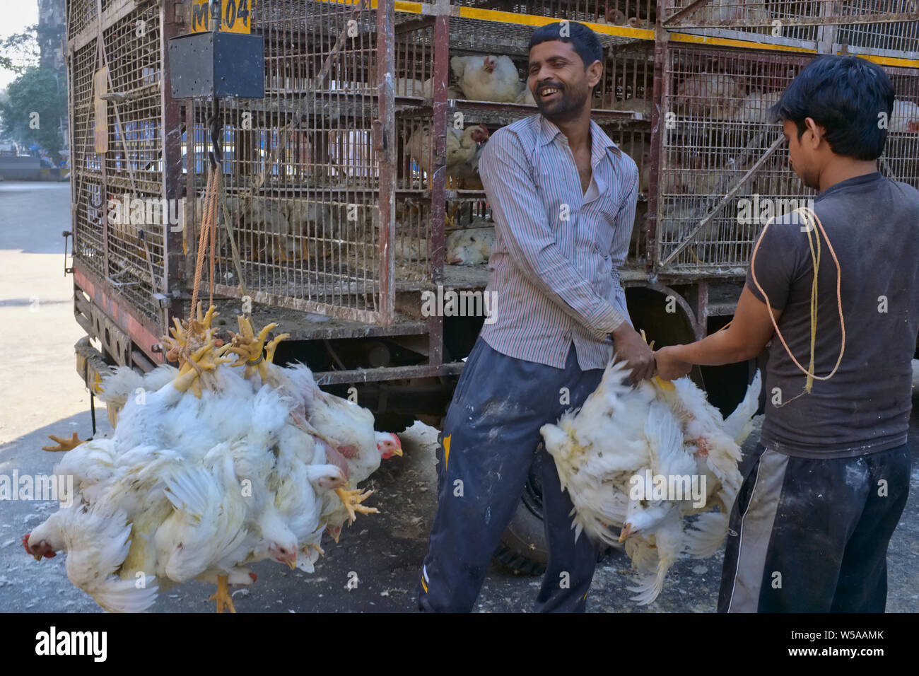 Lebende Hühner, gebunden in Bündeln, von einem Huhn Lkw zu einem Schlachthof bei Bhendi Bazar, Mumbai, Indien geliefert werden Stockfoto