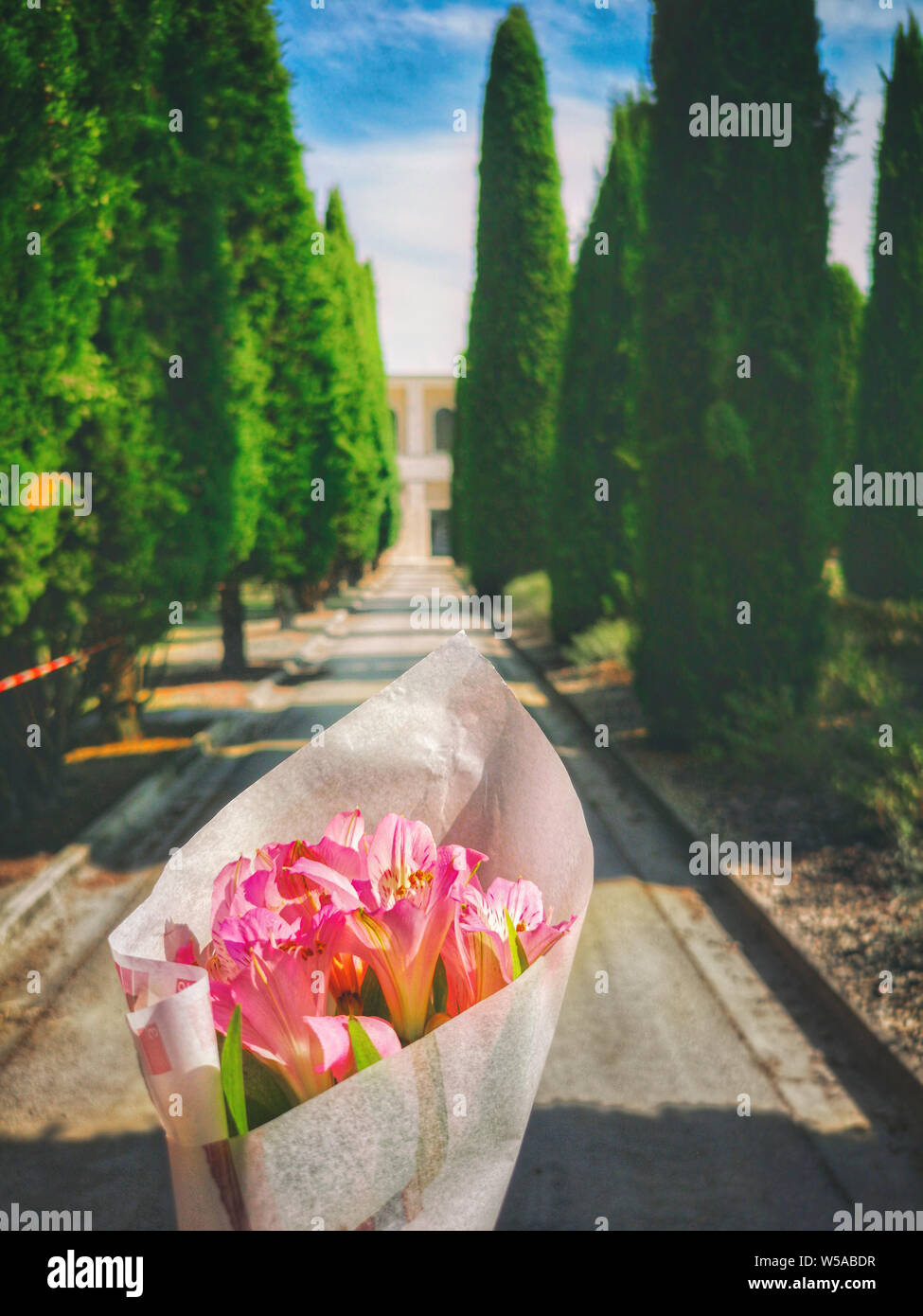Blumen zum Friedhof entlang Zypressen gesäumten Allee bringen. Stockfoto