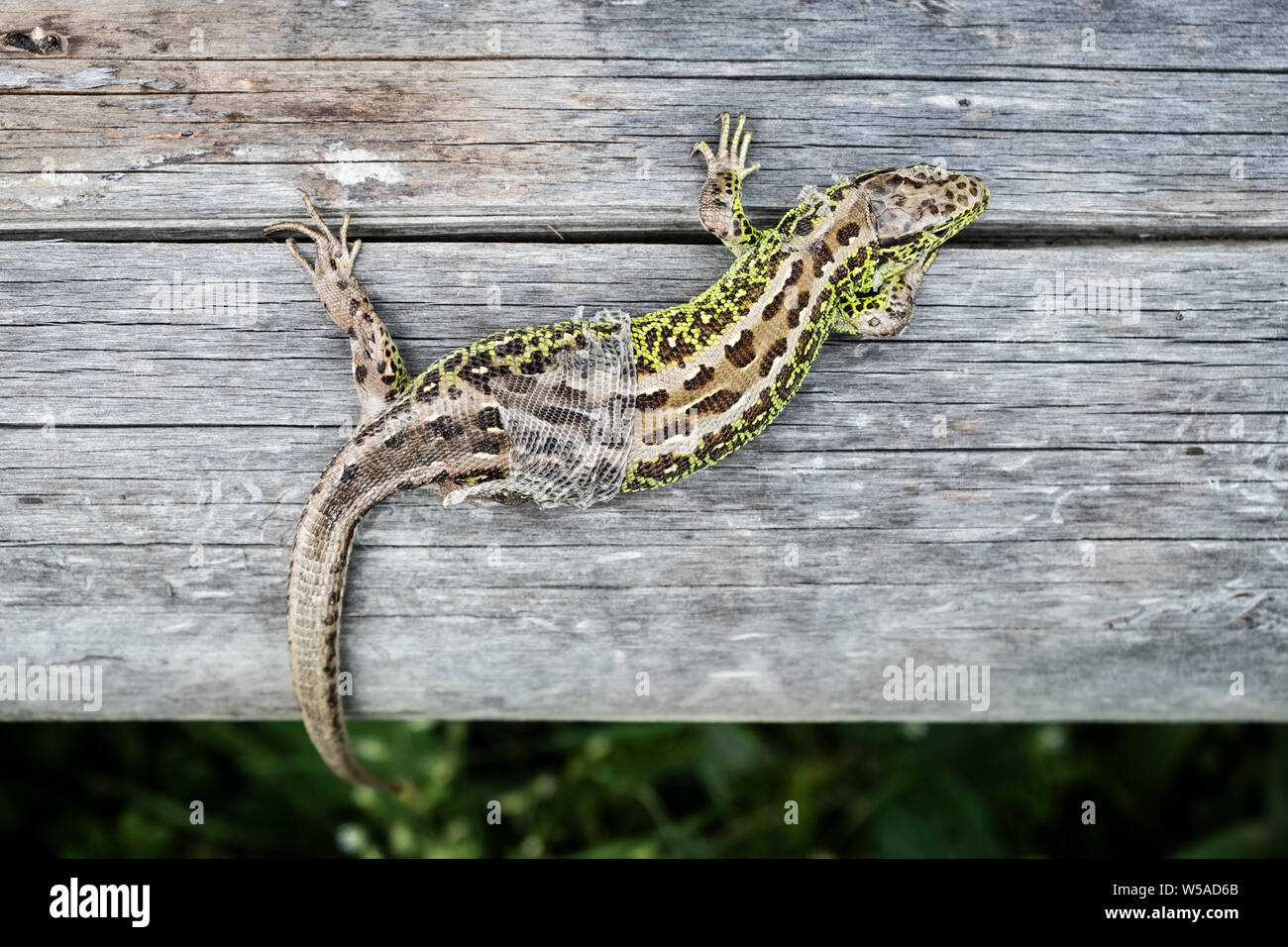 In der Bukowina, Rumänien. Eine männliche Zauneidechse (Lacerta agilis) Shedding seine Haut Stockfoto