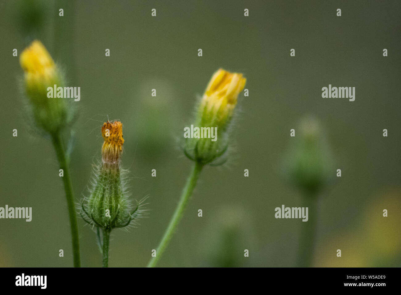 DANTELION BLUMEN Stockfoto