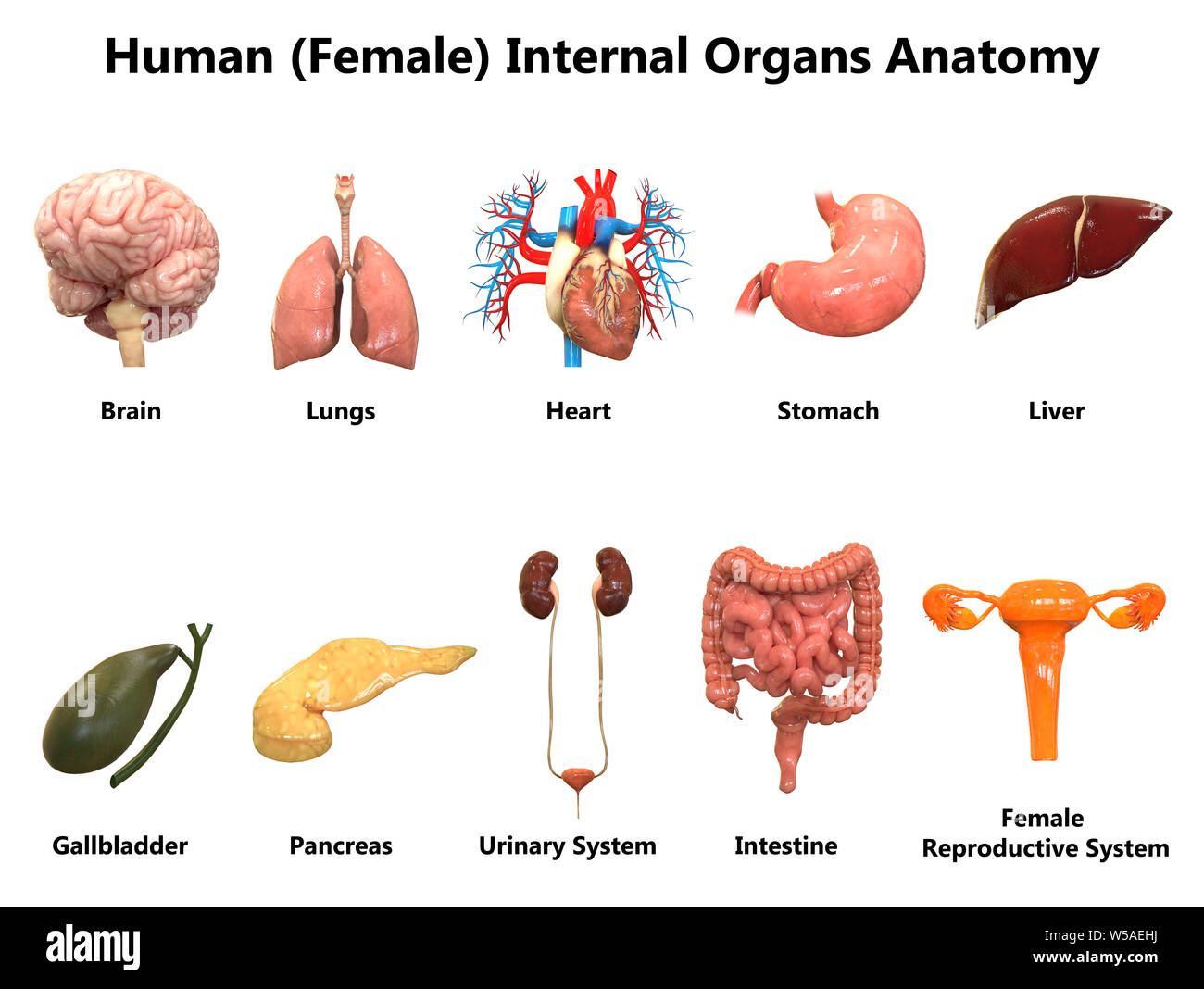 Weibliche innere Organe Anatomie Stockfoto