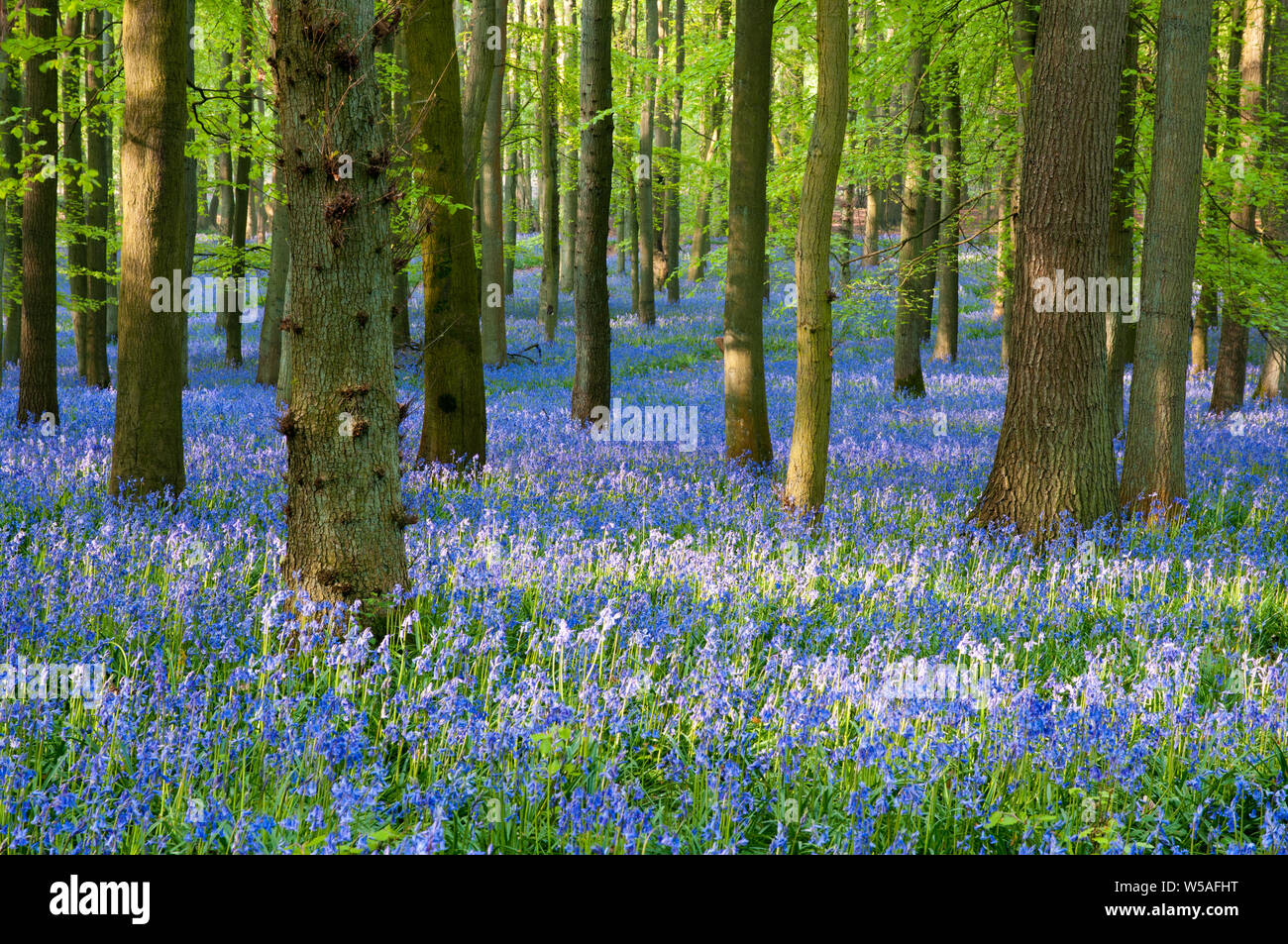 Wald von Buchen und blühenden Blaubellen, England Stockfoto