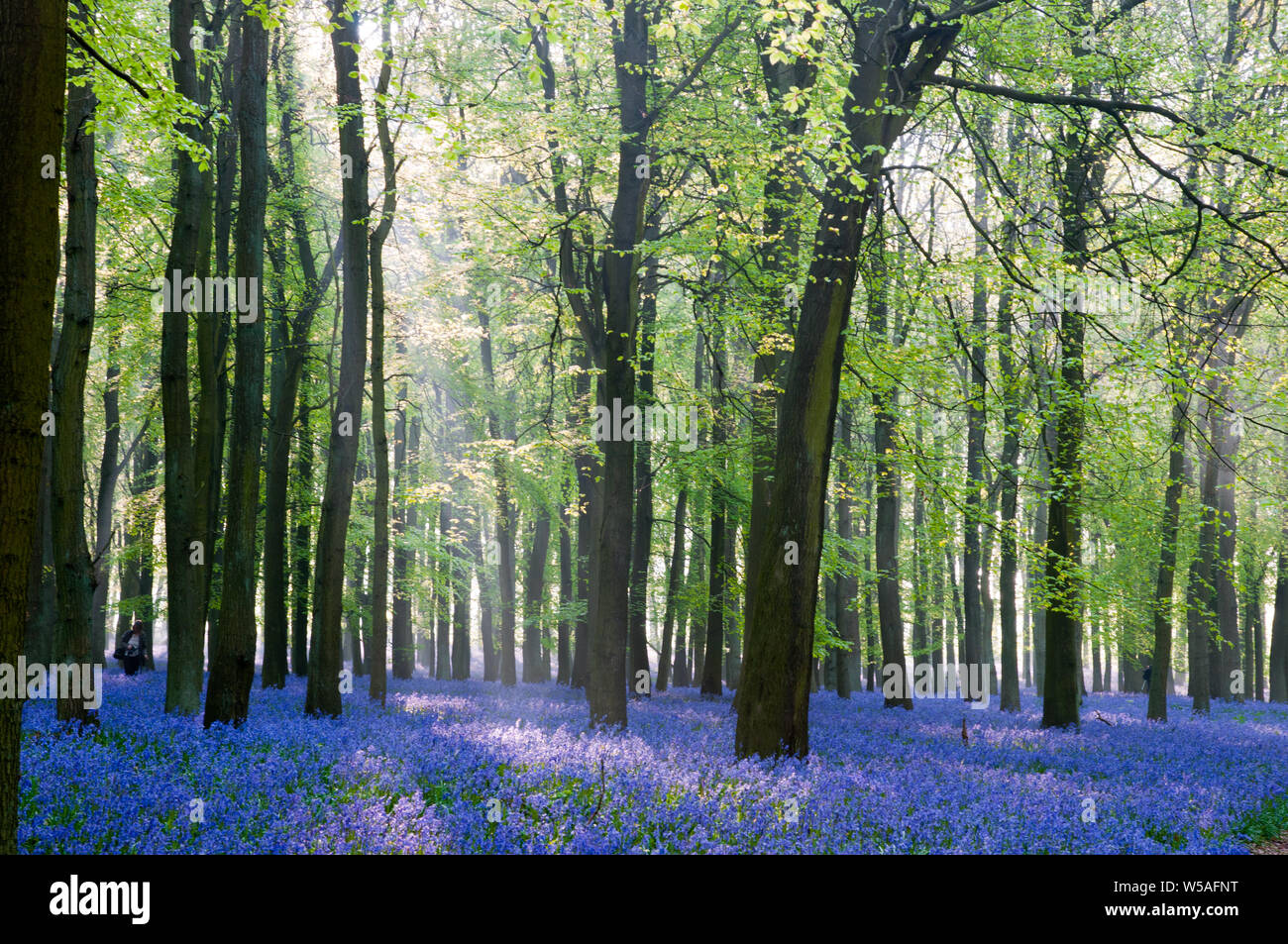 Wald von Buchen und blühenden Blaubellen, England Stockfoto