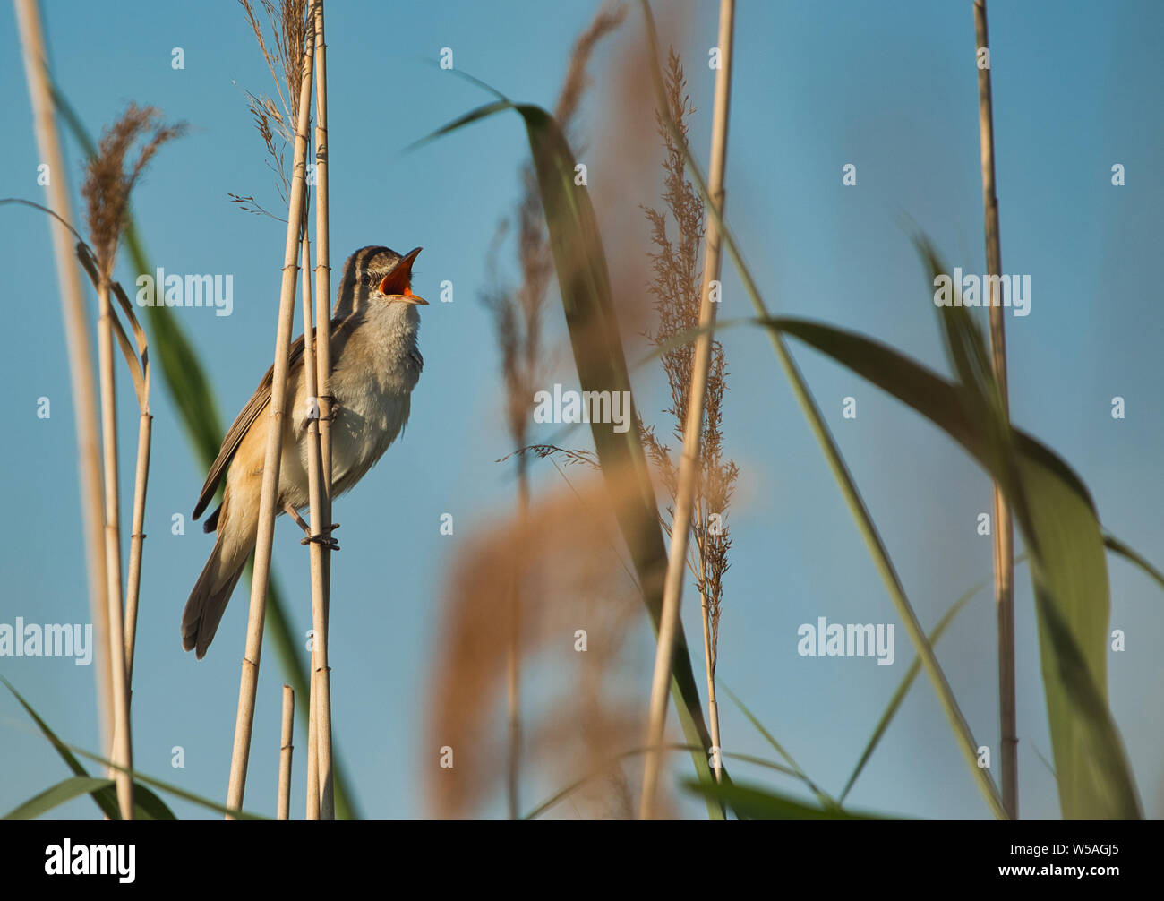 Große Reed-Warbler (Acrocephalus arundinaceus) singt auf einem Reed. Frühling in Polen. horizontale Ansicht. Stockfoto