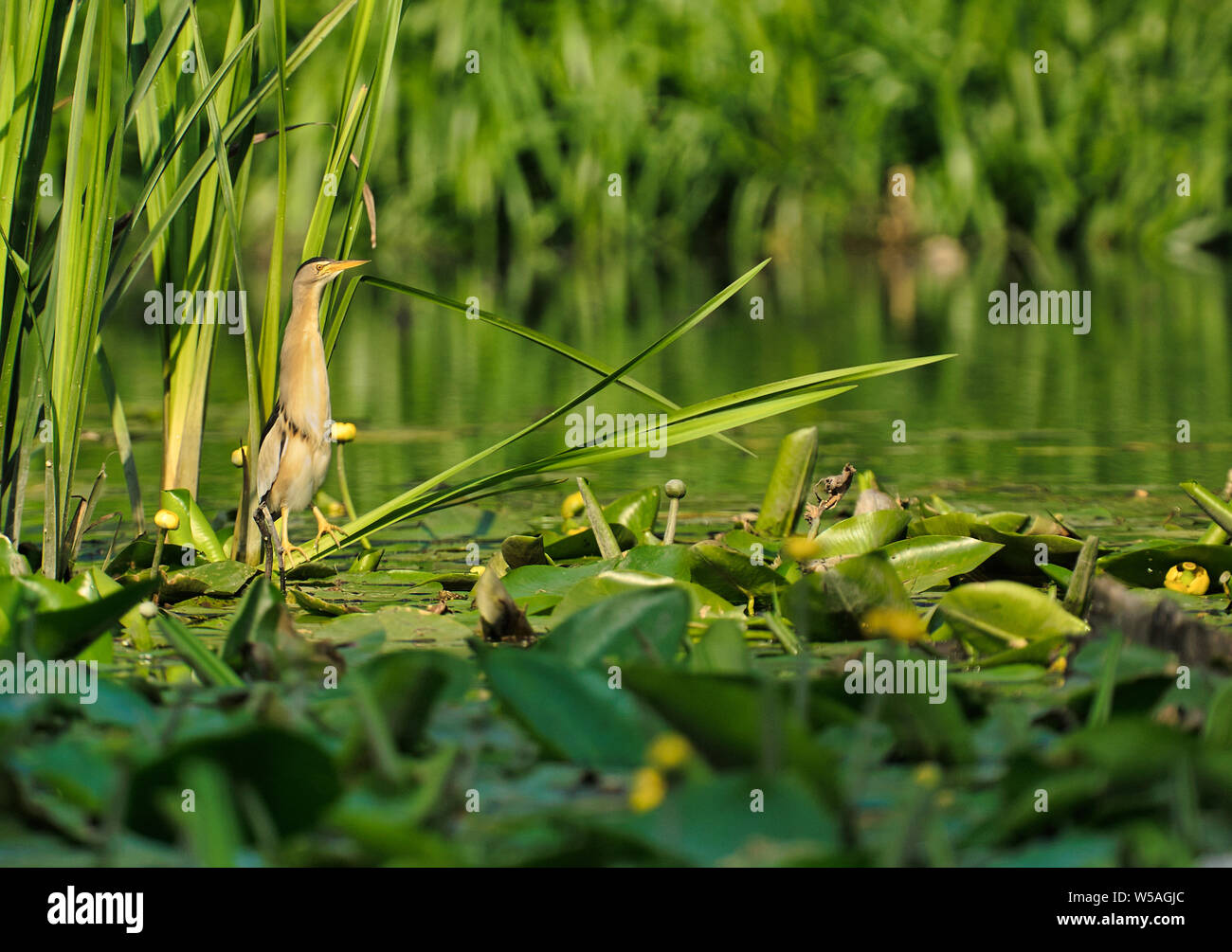 Wenig Rohrdommel (Ixobtychus Minutus) sitzt auf die Blätter der Seerosen am Rande von Reed. Sommer in Polen. horizontale Ansicht. Stockfoto