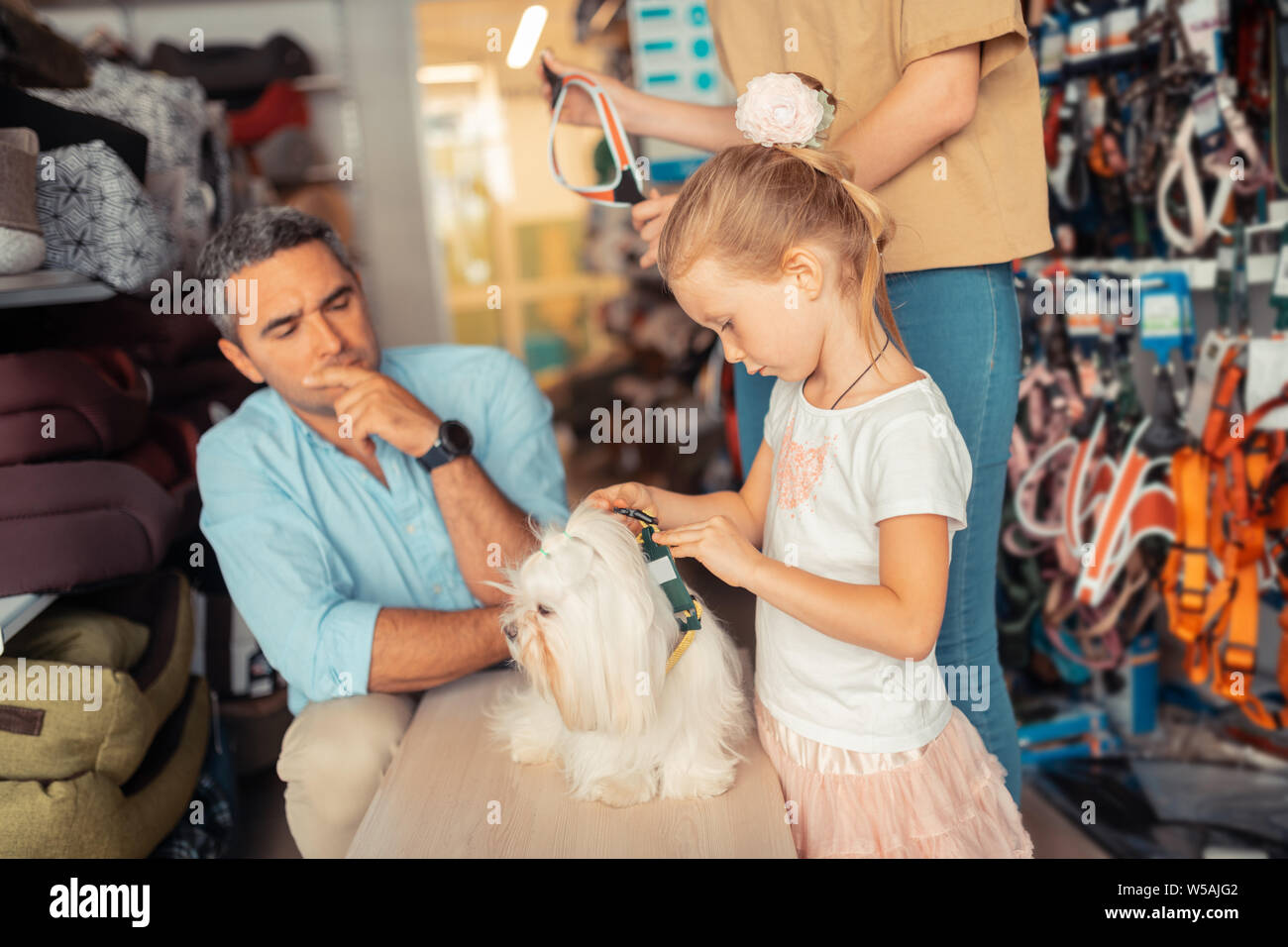 Mädchen setzen Hundehalsband auf Hund, während es die Wahl der Eltern. Stockfoto