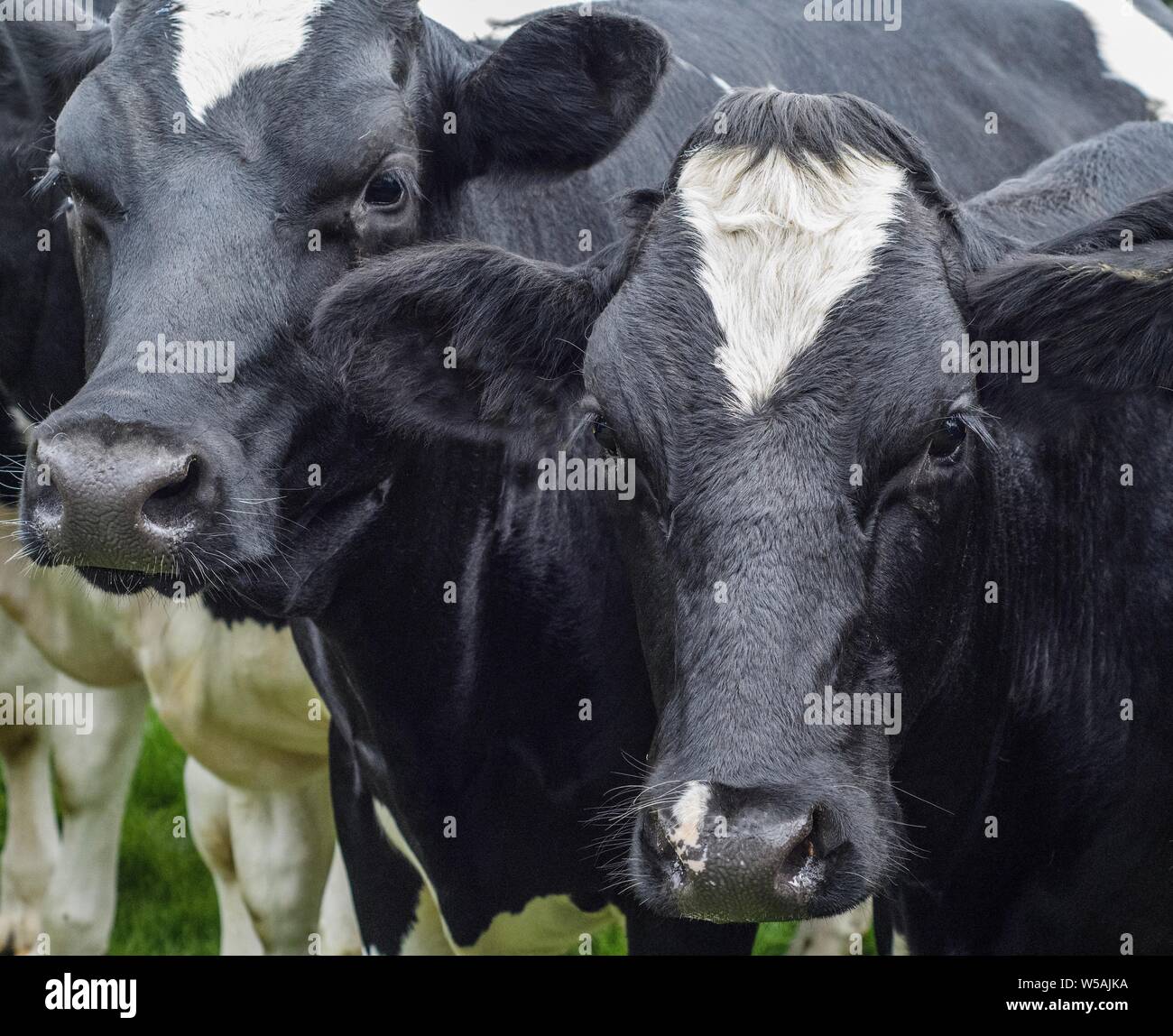 Eine Nahaufnahme Foto von einem schwarzen und weissen Kuh Stockfoto