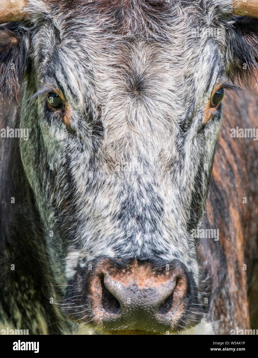 Eine Nahaufnahme Foto eines Longhorn Kuh Stockfoto