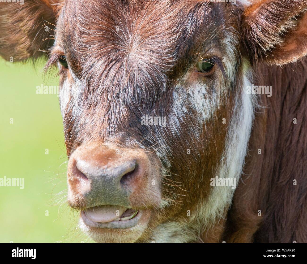 Eine Nahaufnahme Foto eines Longhorn Kuh Stockfoto