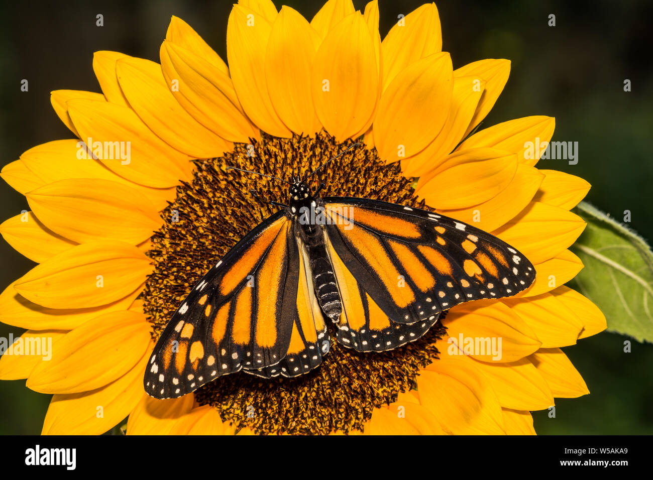 Monarchfalter (Danaus Plexippus) Stockfoto