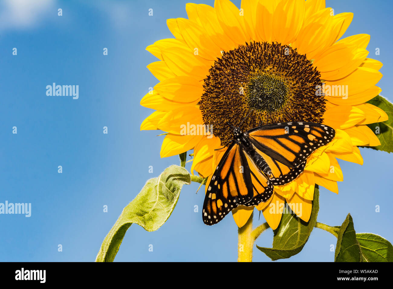 Monarchfalter (Danaus Plexippus) Stockfoto