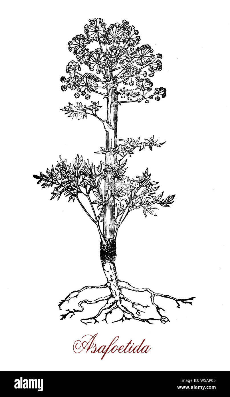 Ferula oder assa-foetida ist eine krautige Pflanze aus Asien wächst in ariden Klima mit saftigen Stängeln und kleinen gelben Blumen Stockfoto