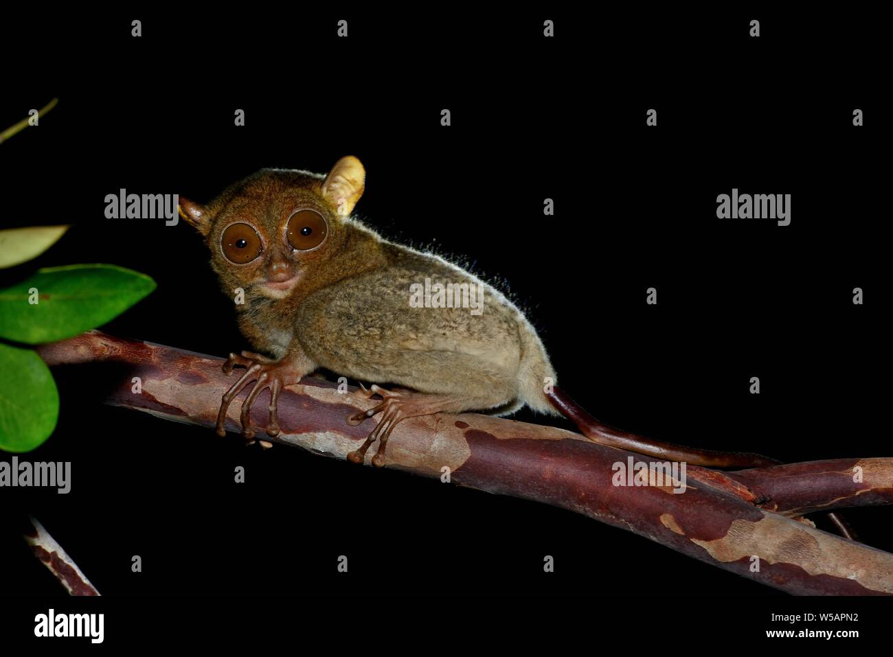 Horsfield der Tarsier (Tarsius Bancanus) auf Zweig in der Nacht, Belitung Island, Indonesien Stockfoto