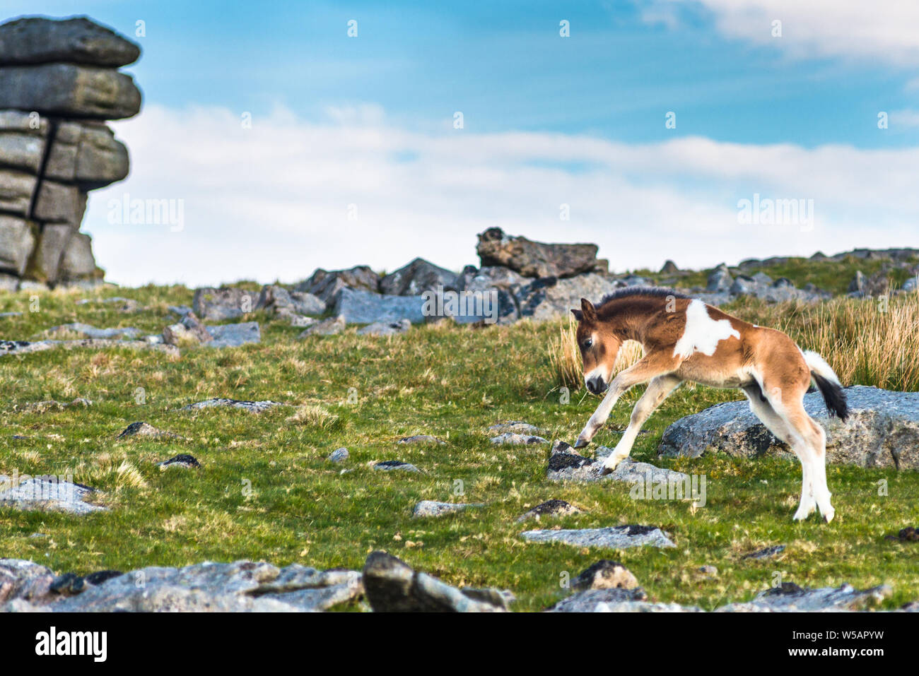 Dartmoor Pony Fohlen vor der Großen Heften Tor, Devon, West Country, England, UK. Stockfoto