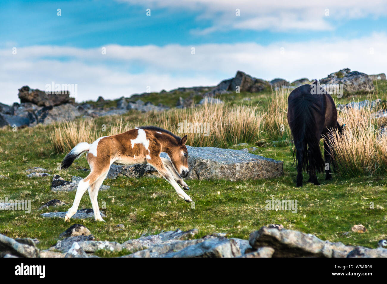 Dartmoor Pony Fohlen vor der Großen Heften Tor, Devon, West Country, England, UK. Stockfoto