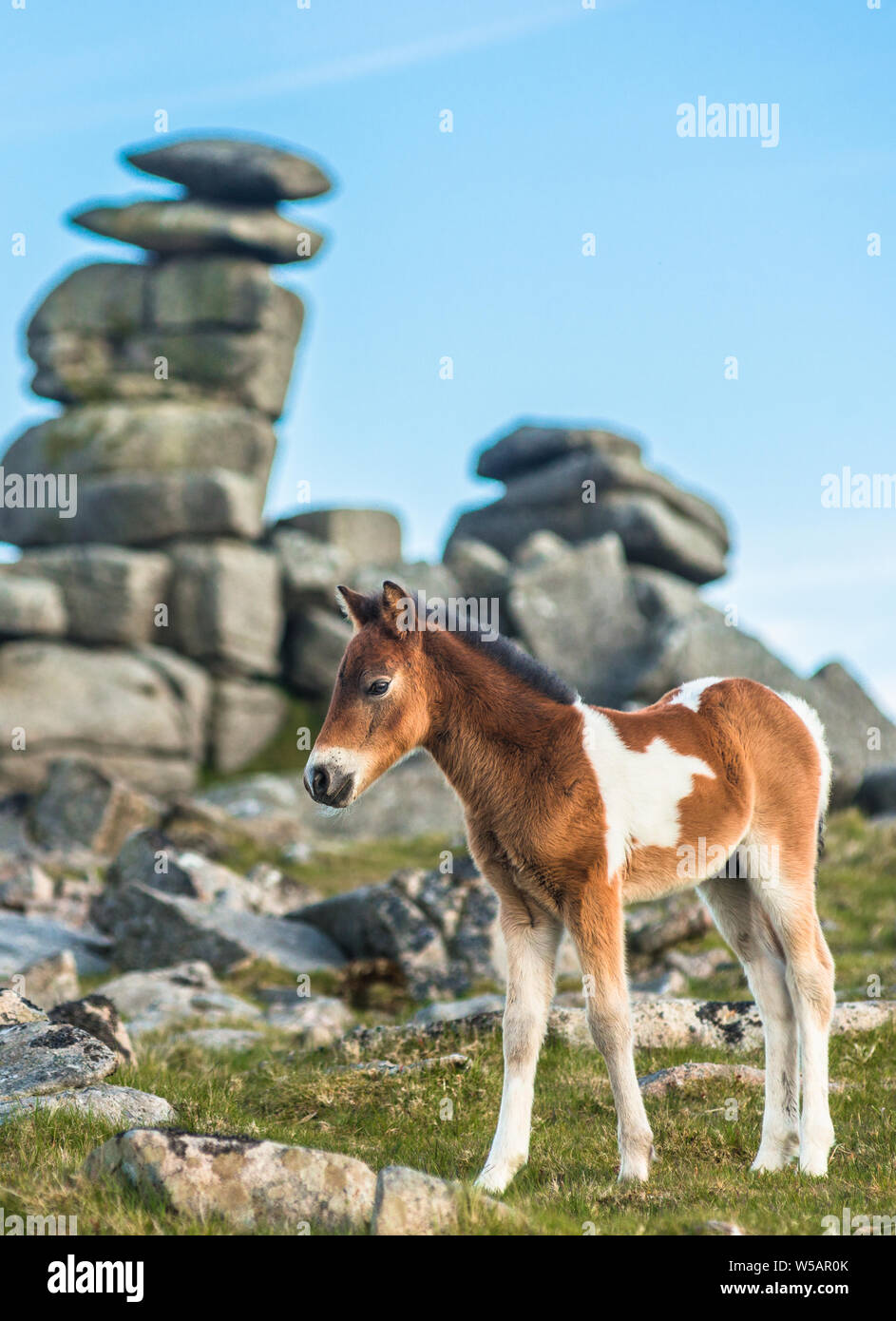 Dartmoor Pony Fohlen vor der Großen Heften Tor, Devon, West Country, England, UK. Stockfoto