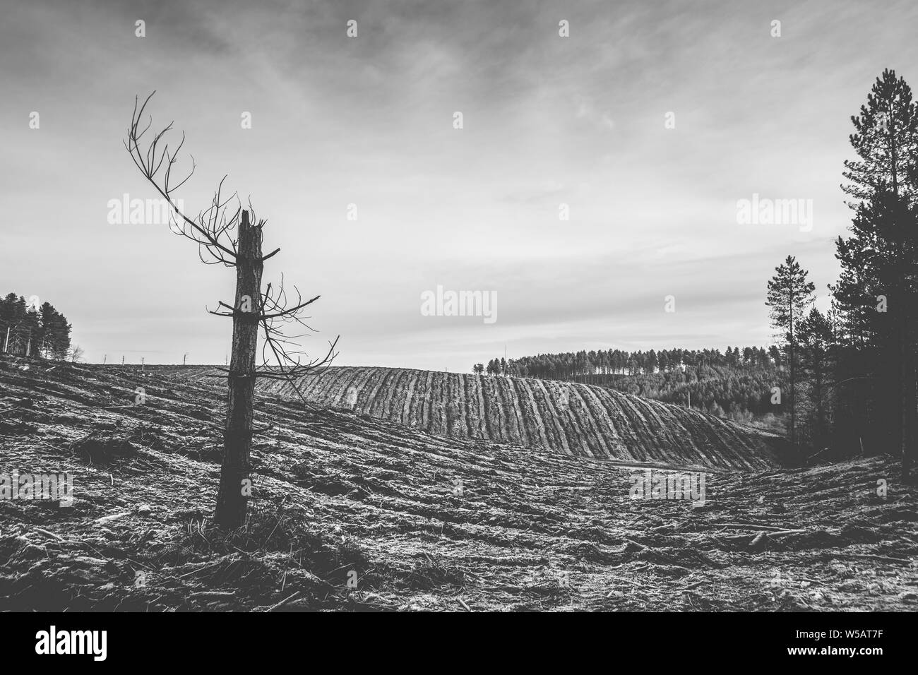 UK Baum und Wald anmelden. Gelöscht Wald Land auf Cannock Chase nach der Aufzucht von Pinien Stockfoto