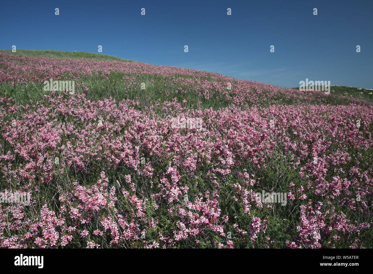 Zwerg blühenden Mandel (Prunus acaulis) Sträucher in der Prärie Stockfoto