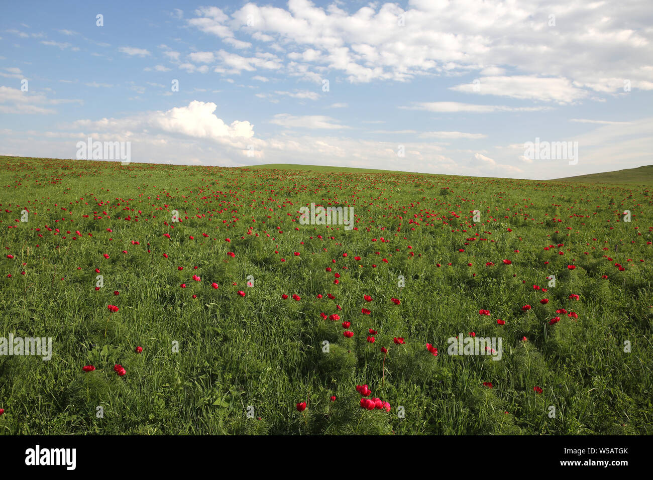 Wilde Pfingstrosen blühen auf den Hügeln Stockfoto