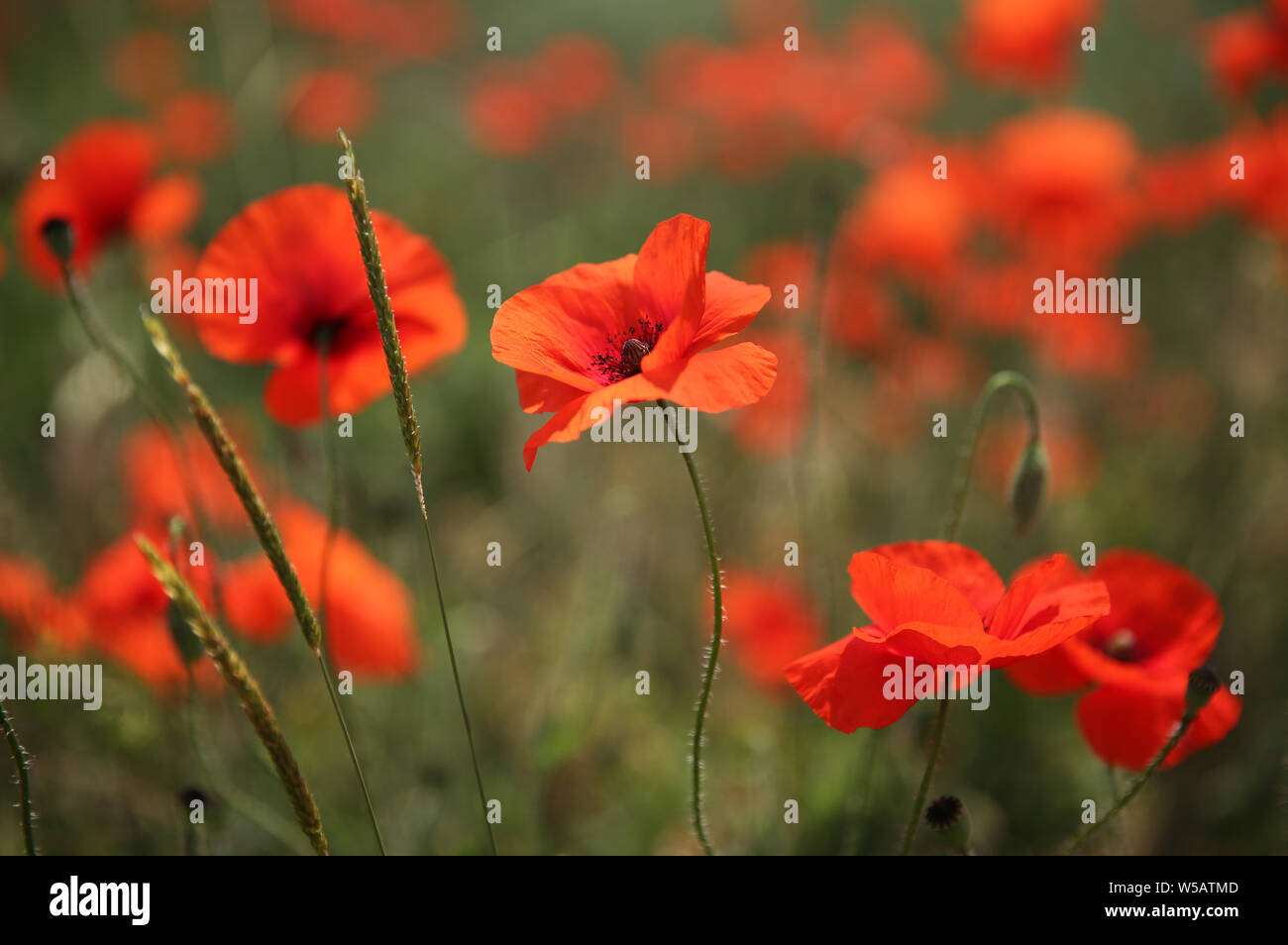 Wilder Mohn Blumen Stockfoto