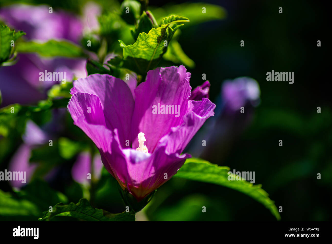 Violette, Malven, Sky, mit, weissem, Stempel, grüne, Blätter, im Garten Stockfoto