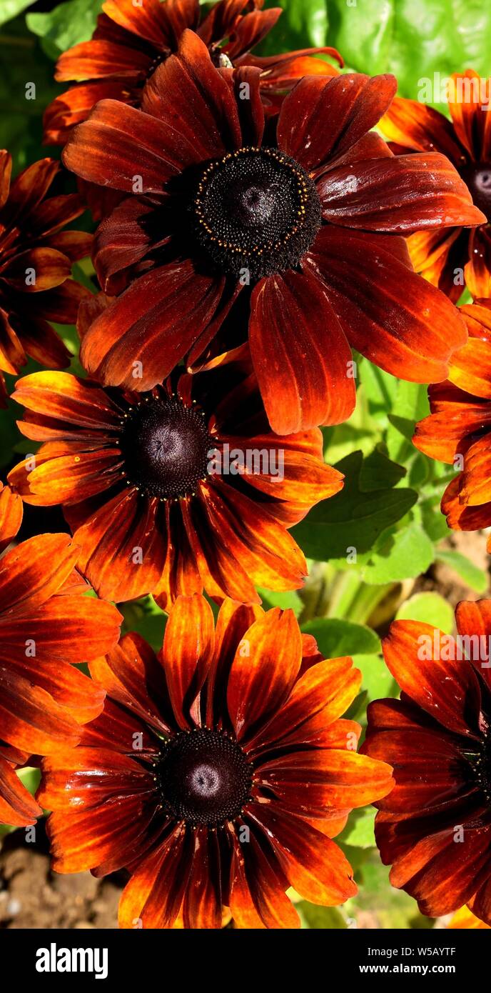 Ein Cluster von rudbeckien Bronze zweifarbige Blüten. Stockfoto