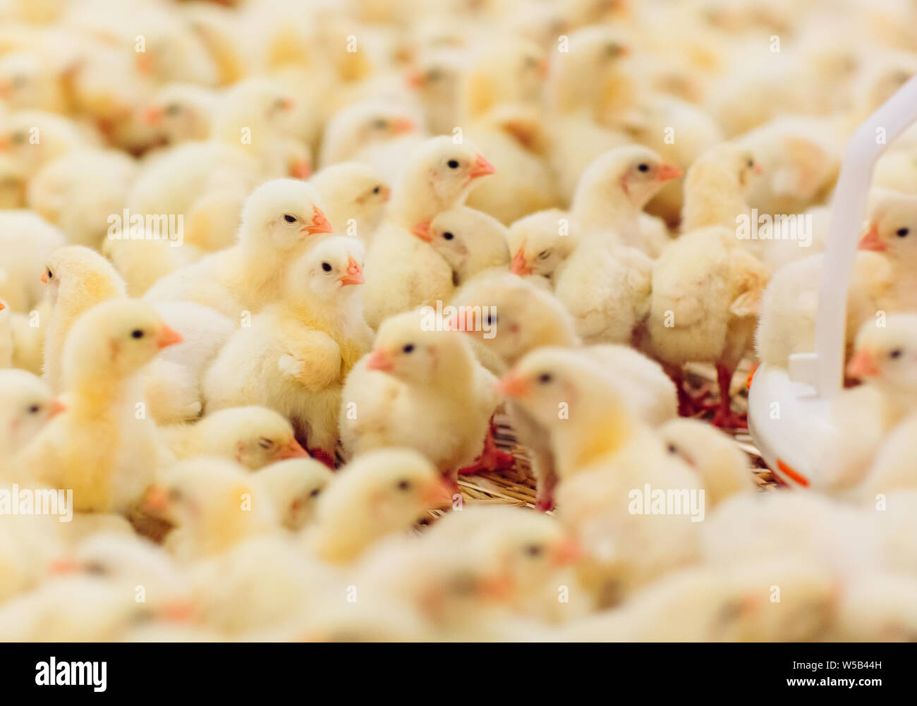 Großes Innen moderne Hühnerfarm, Hühner füttern. Stockfoto