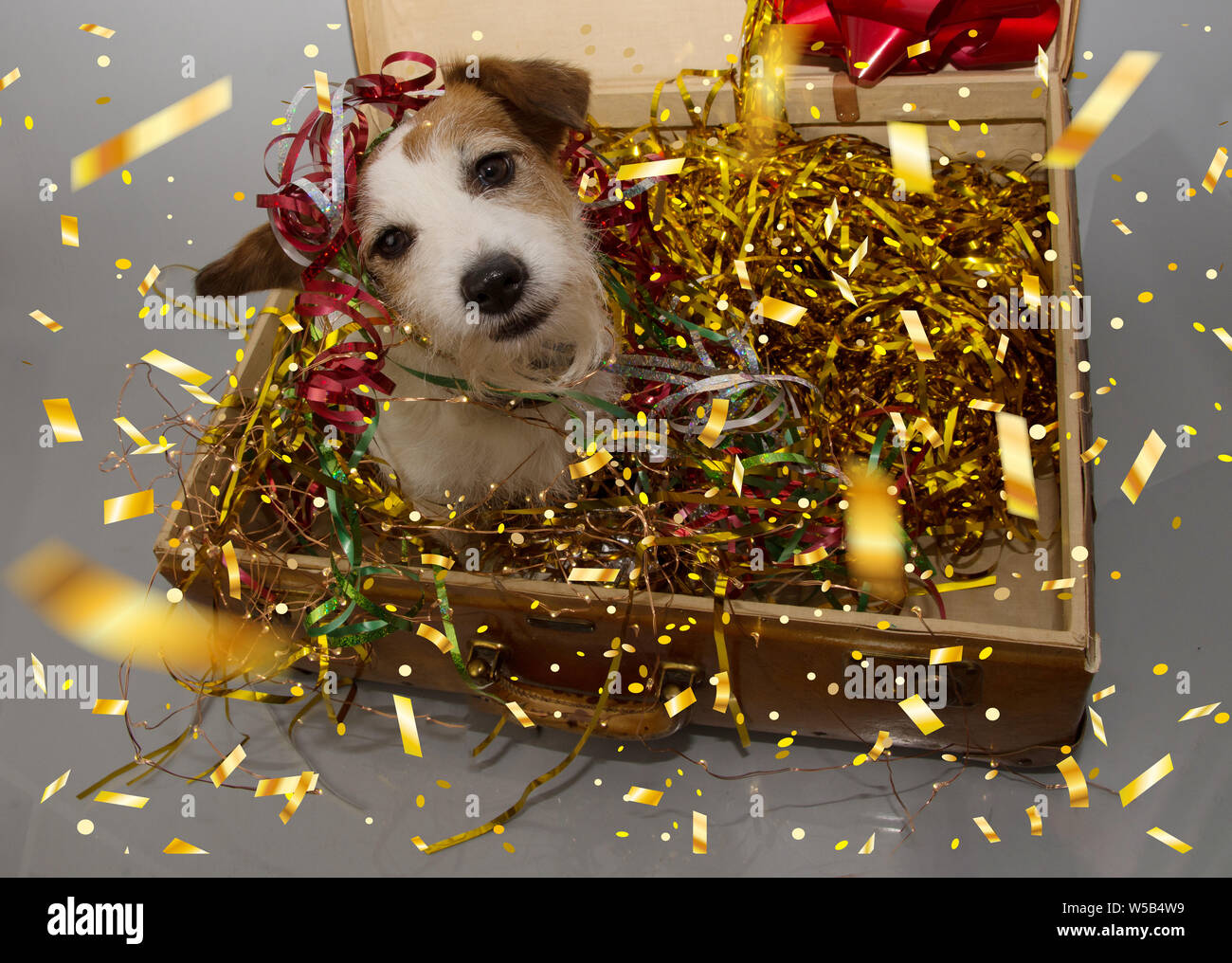 Lustig hund Geburtstag, Silvester oder Karneval Party. Welpen in einem  vintage Koffer mit goldenen Serpentinen, Lichter, Girlanden und Dekoration  Stockfotografie - Alamy