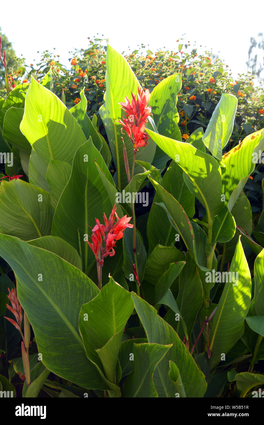 Canna Edulis Stockfotos und bilder Kaufen Alamy